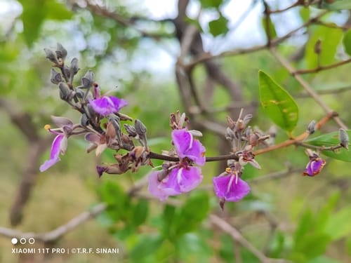 Qualea parviflora — photo