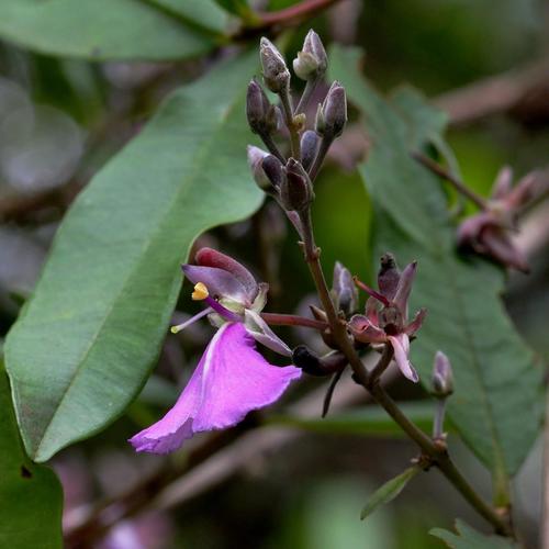 Qualea parviflora