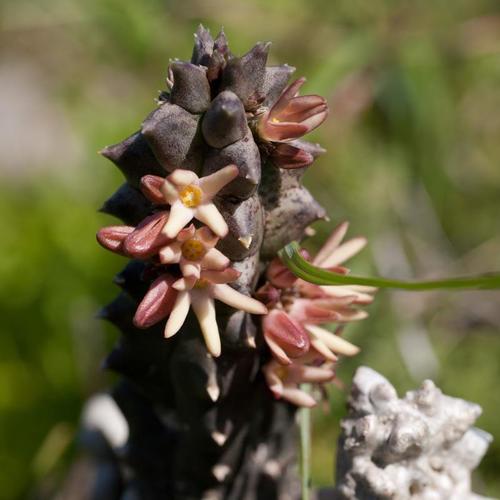Quaqua incarnata