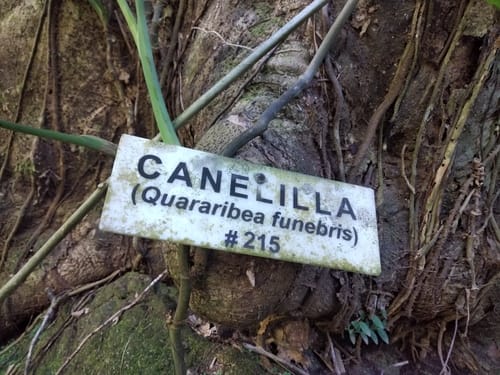 Quararibea funebris (Rosita de Cacao) — photo