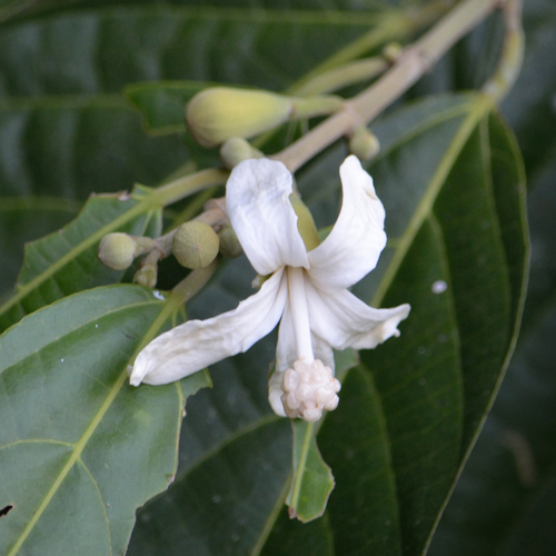 Quararibea funebris