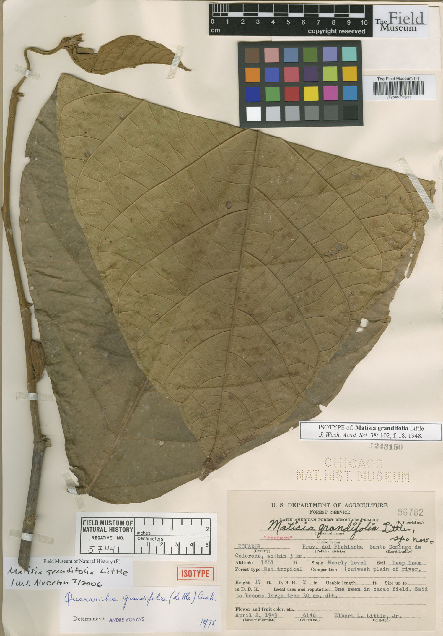 Quararibea grandifolia (Largeleaf matisia) — photo