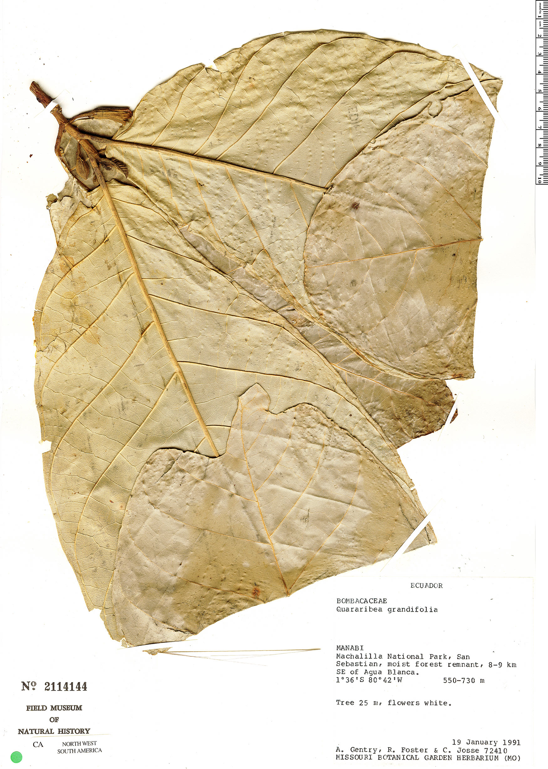 Quararibea grandifolia (Largeleaf matisia) — photo