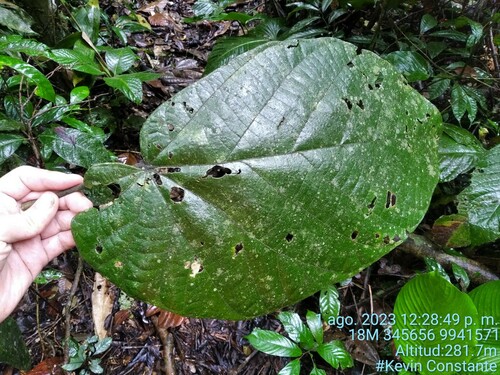 Quararibea obliquifolia (Tanke apasi) — photo
