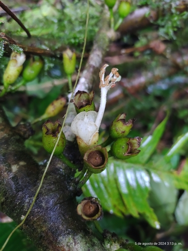 Quararibea obliquifolia