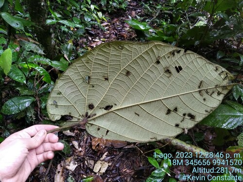 Quararibea obliquifolia (Tanke apasi) — photo
