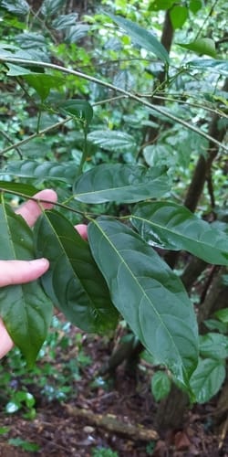 Quararibea penduliflora — photo