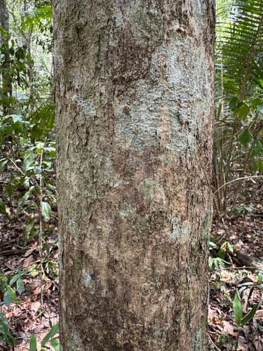 Quararibea penduliflora — photo
