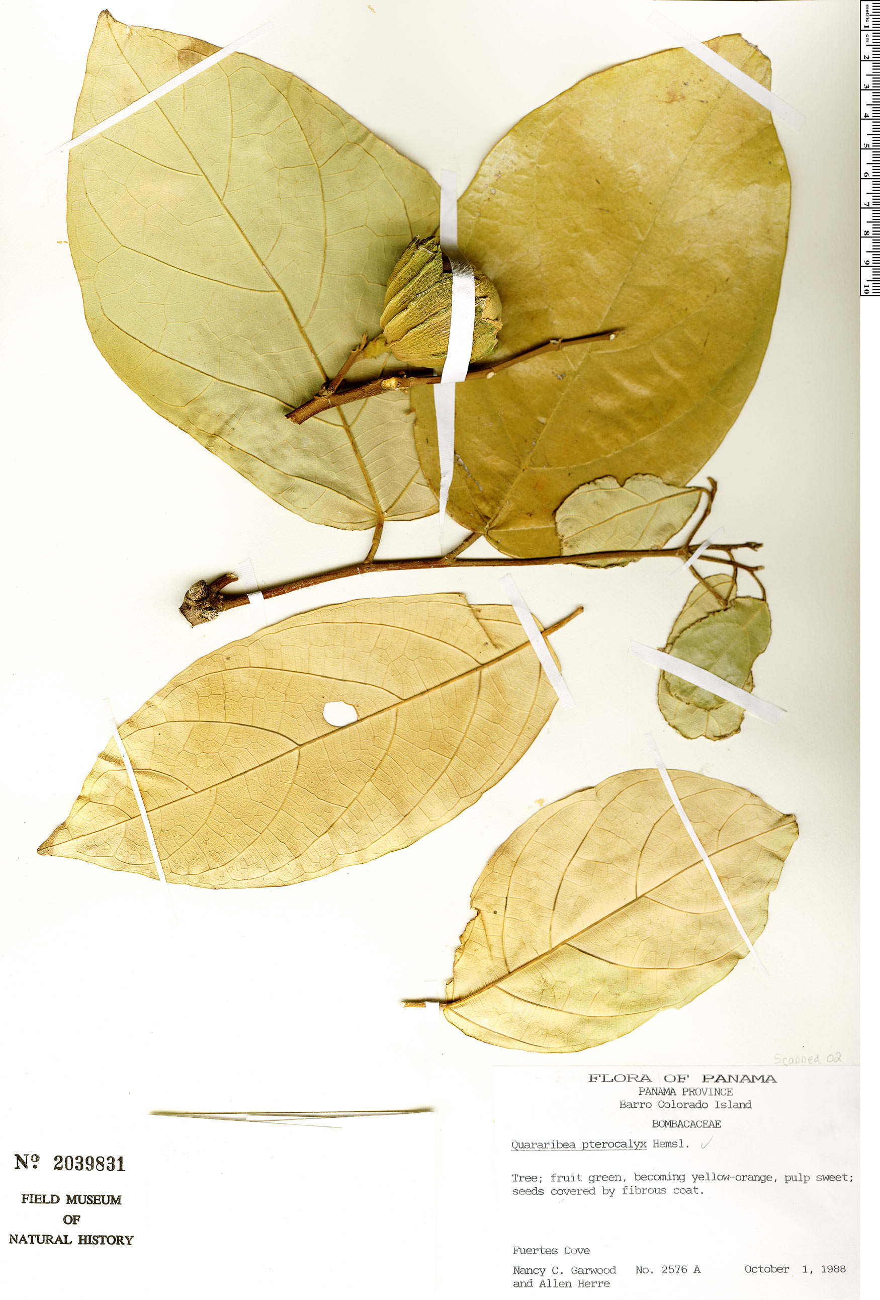 Quararibea pterocalyx — photo
