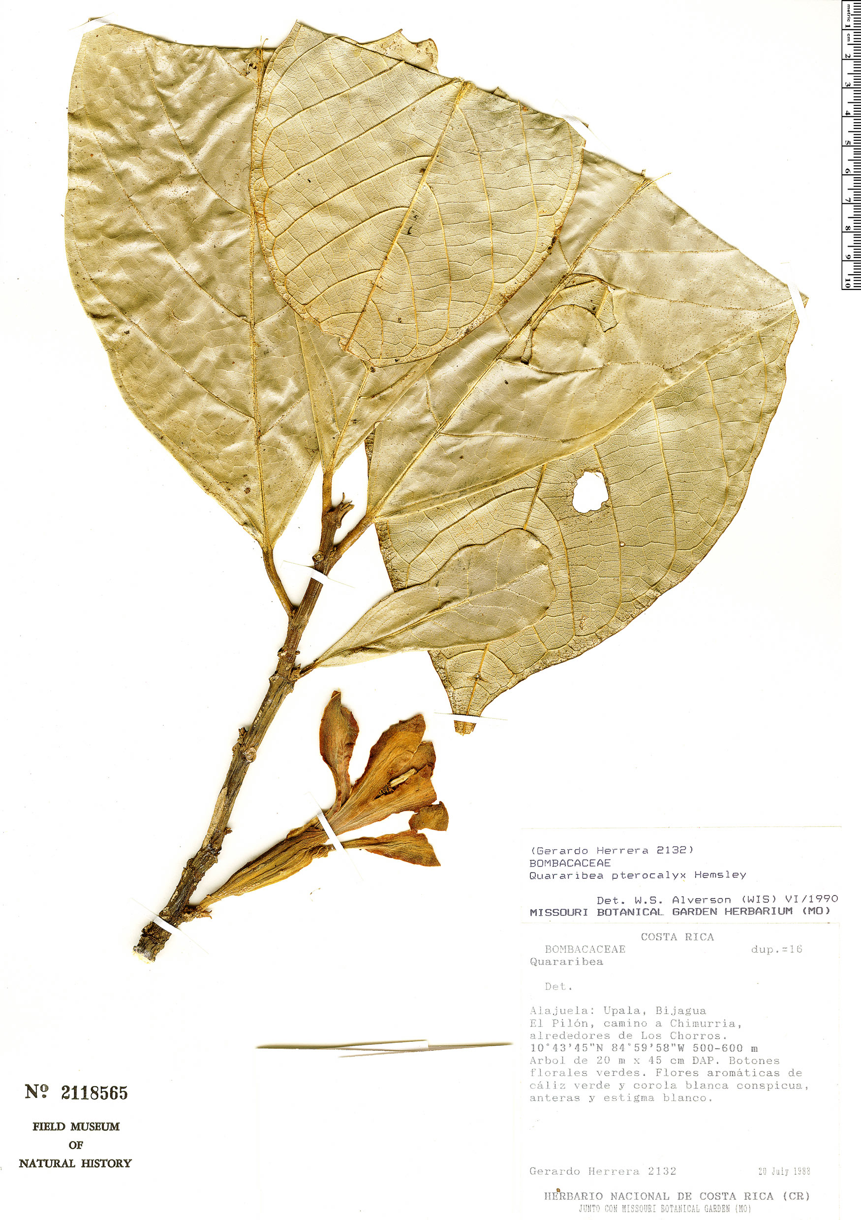 Quararibea pterocalyx