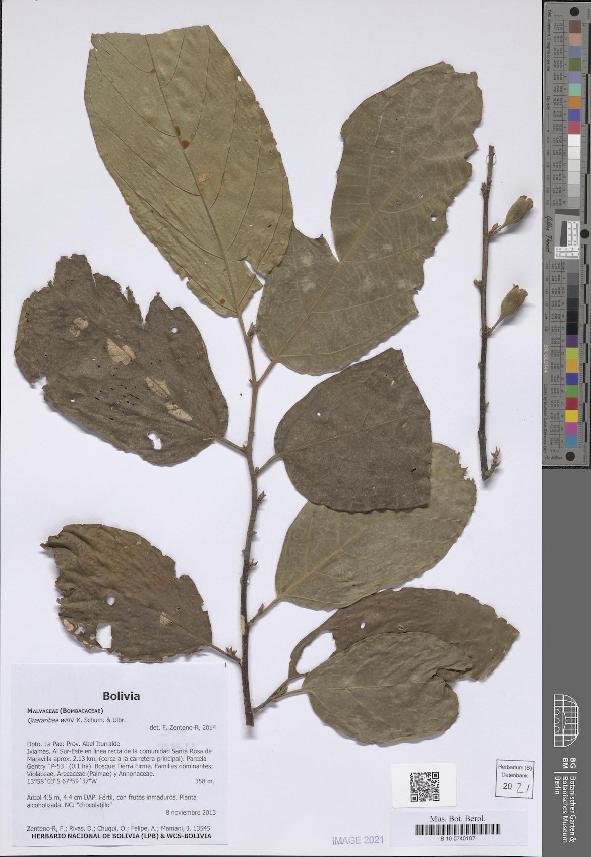 Quararibea wittii (Witt swizzlestick tree) — photo
