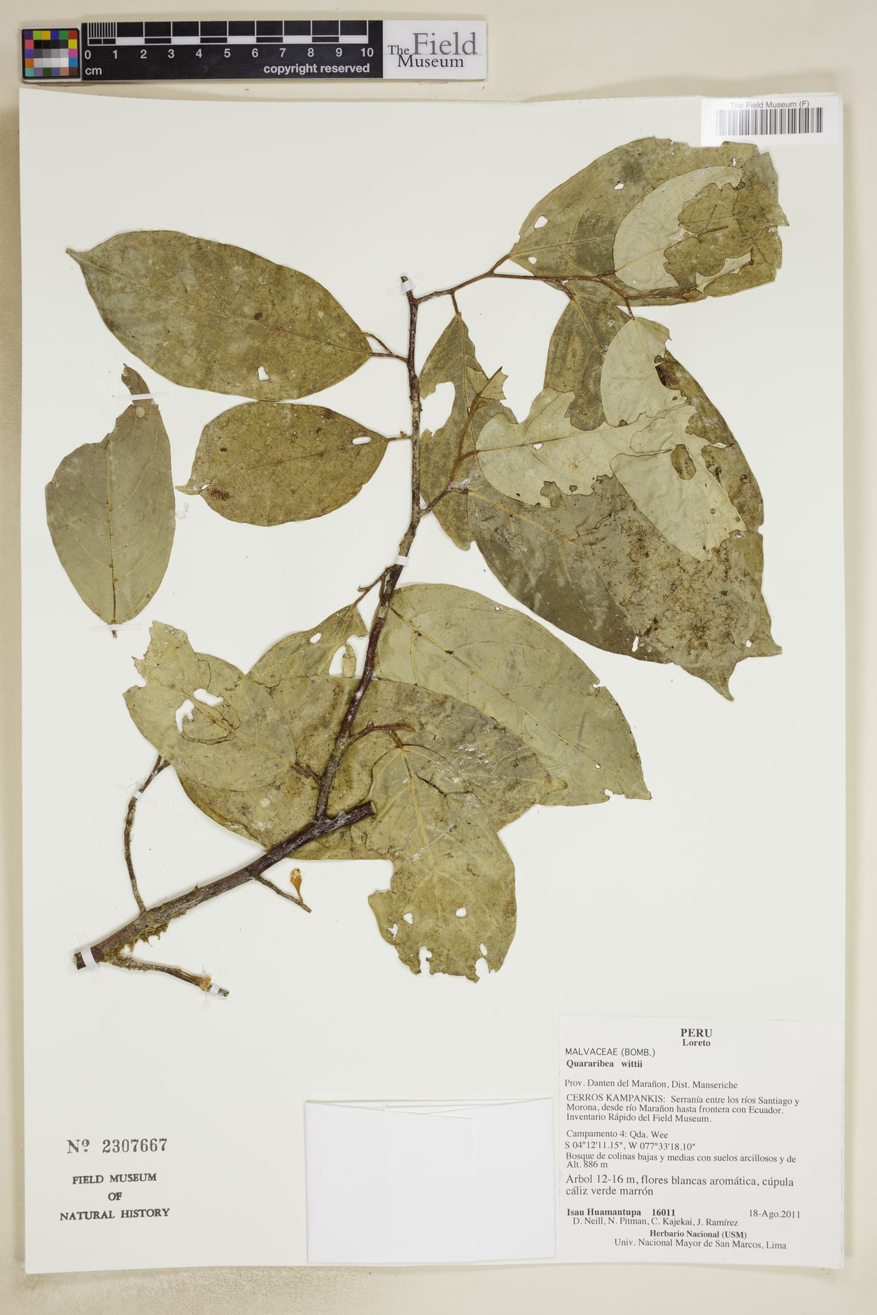 Quararibea wittii (Witt swizzlestick tree) — photo