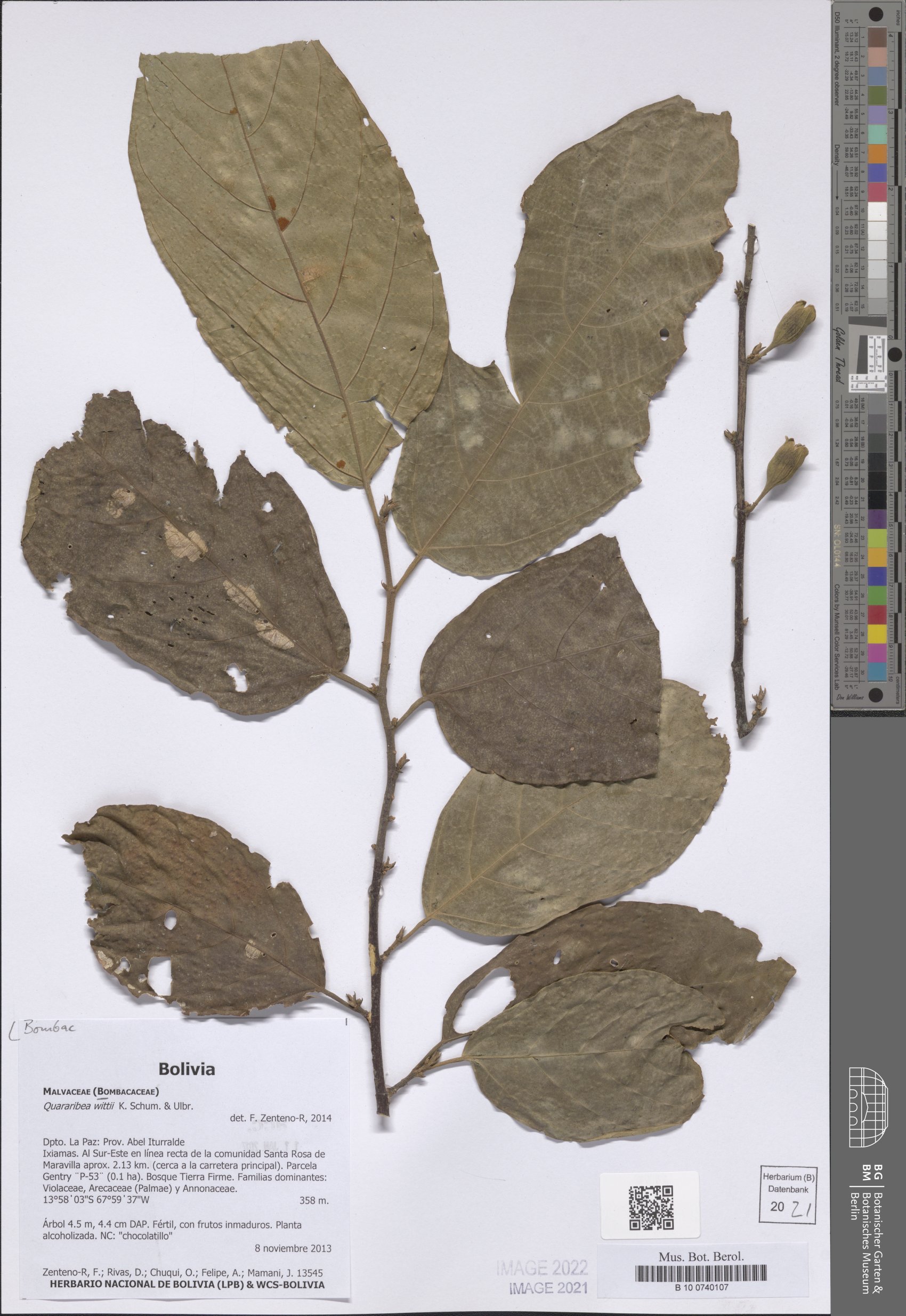 Quararibea wittii
