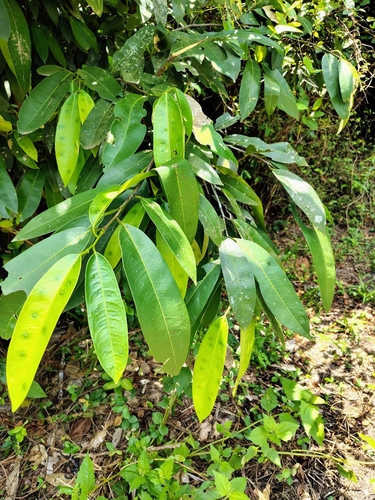 Quassia indica — photo