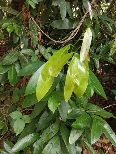 Quassia indica — photo