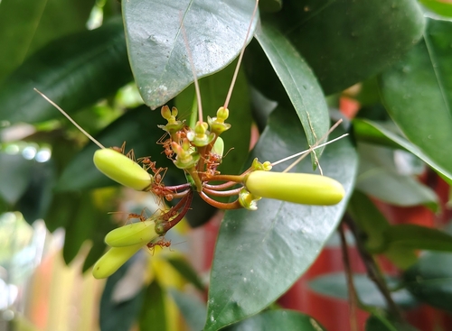 Quassia indica