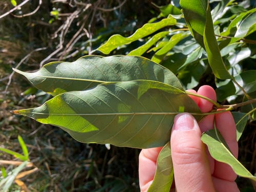 Quercus acuta (Japanese evergreen red oak) — photo