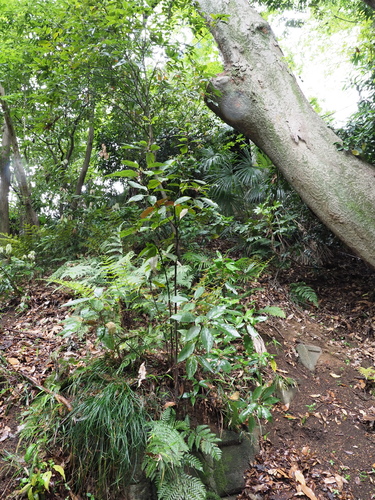 Quercus acuta