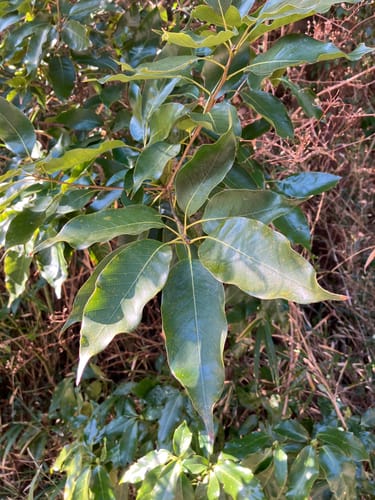 Quercus acuta (Japanese evergreen red oak) — photo
