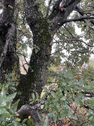 Quercus aegilops subsp. persica (Manna oak) — photo