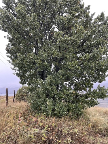 Quercus aegilops subsp. persica (Manna oak) — photo