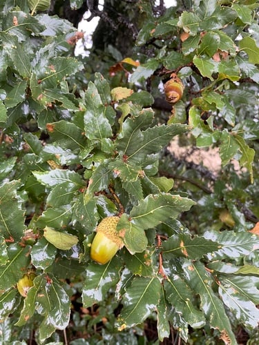 Quercus aegilops subsp. persica