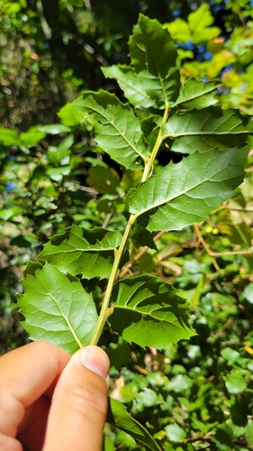 Quercus agrifolia (California Live Oak) — photo
