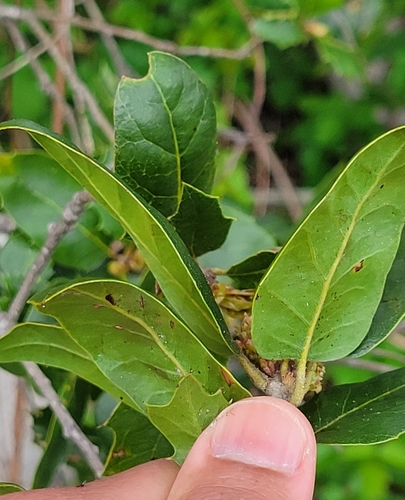 Quercus agrifolia (California Live Oak) — photo