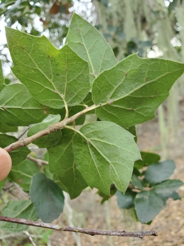 Quercus agrifolia