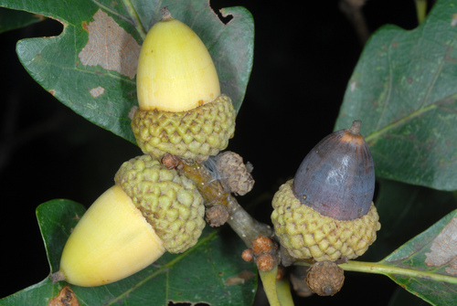 Quercus alba (White oak) — photo