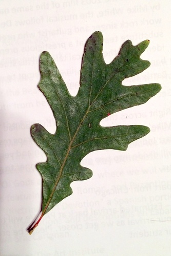 Quercus alba (White oak) — photo