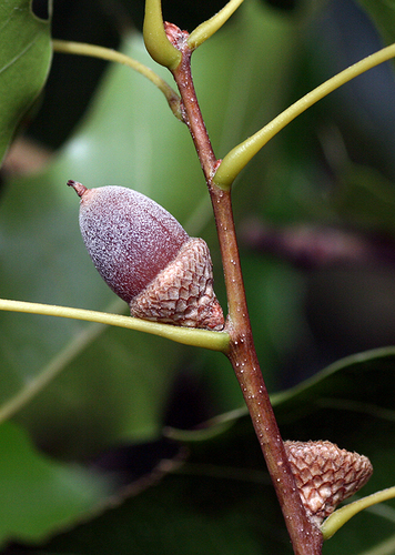 Quercus albocincta (Cusi) — photo