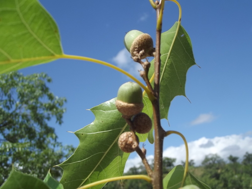 Quercus albocincta (Cusi) — photo