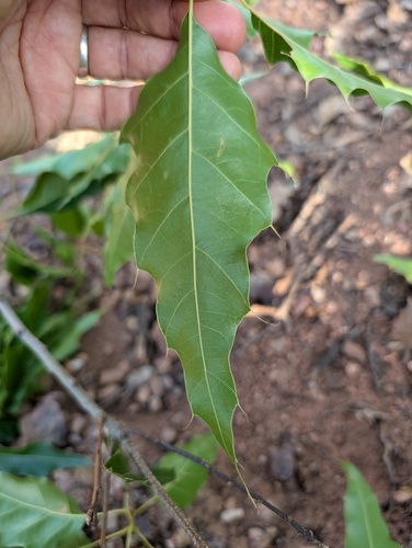 Quercus albocincta