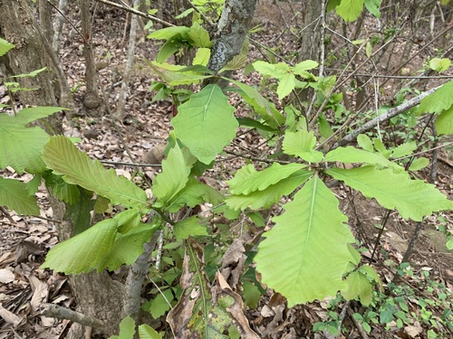 Quercus aliena (Oriental white oak) — photo