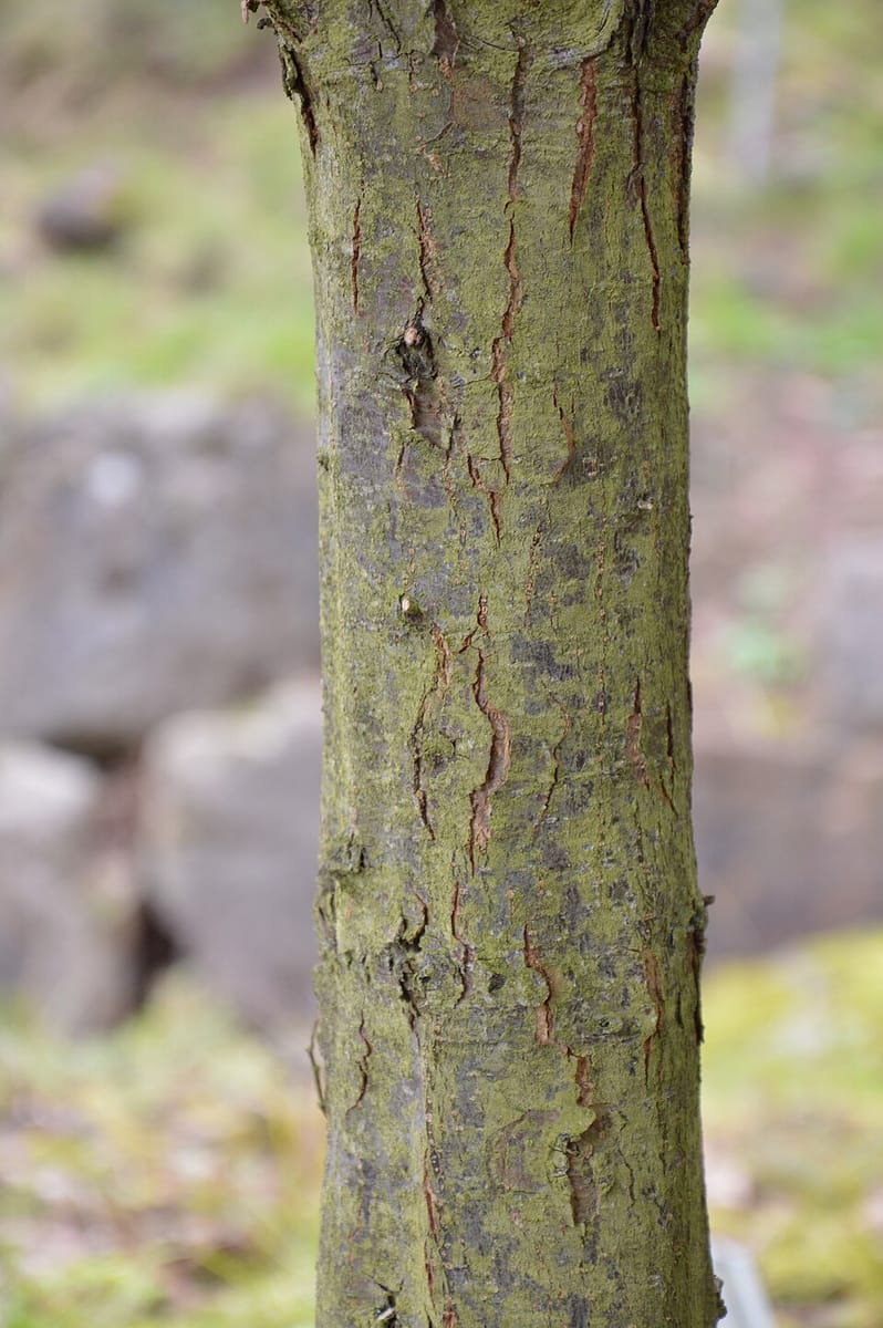 Quercus aquifolioides — photo