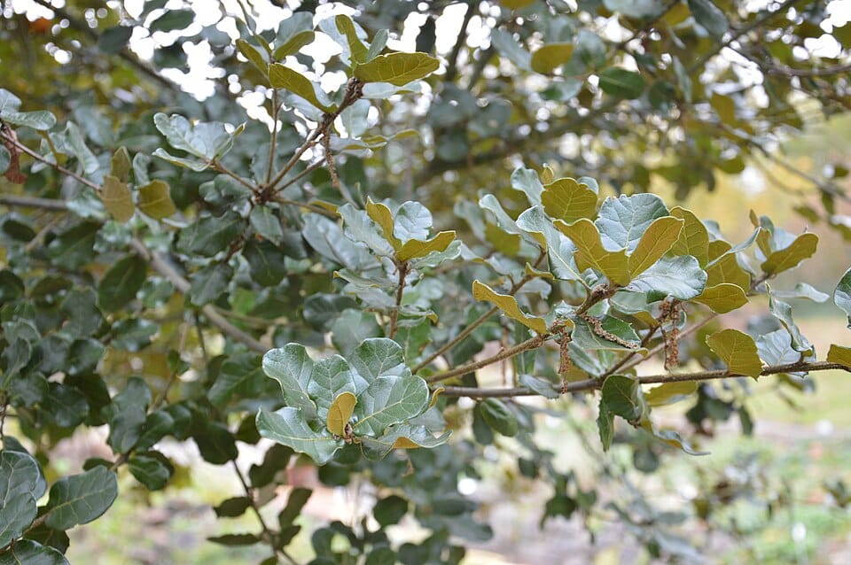 Quercus aquifolioides — photo