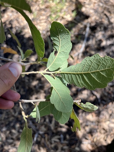 Quercus arizonica (Arizona oak) — photo
