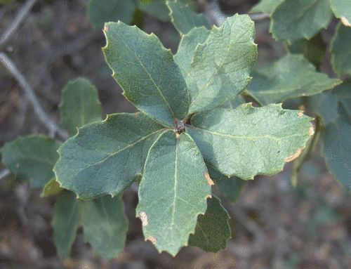 Quercus arizonica (Arizona oak) — photo