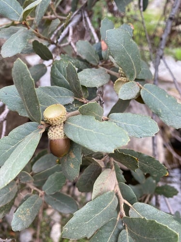 Quercus arizonica