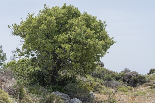 Quercus aucheri (Boz-pirnal oak) — photo