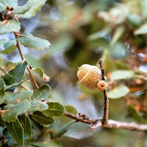 Quercus aucheri