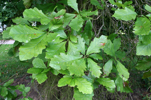 Quercus bicolor (Swamp White Oak) — photo