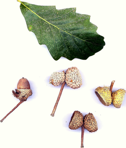 Quercus bicolor (Swamp White Oak) — photo