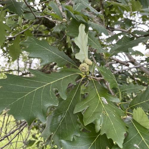Quercus bicolor