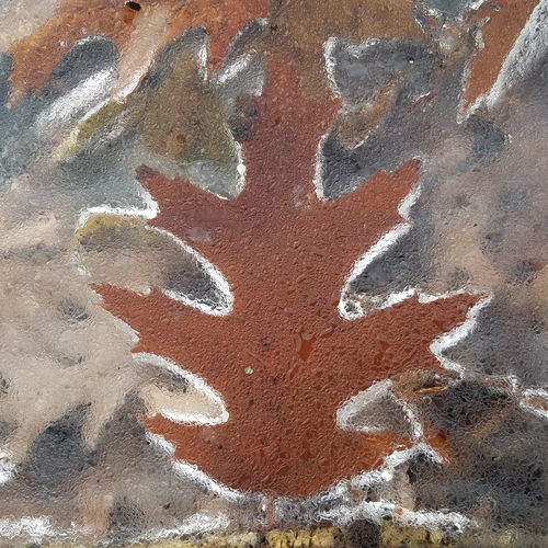 Quercus borealis (Red oak) — photo