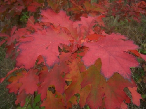 Quercus borealis