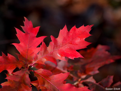 Quercus borealis (Red oak) — photo