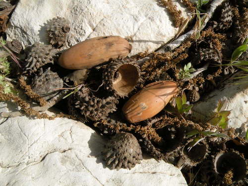 Quercus brantii