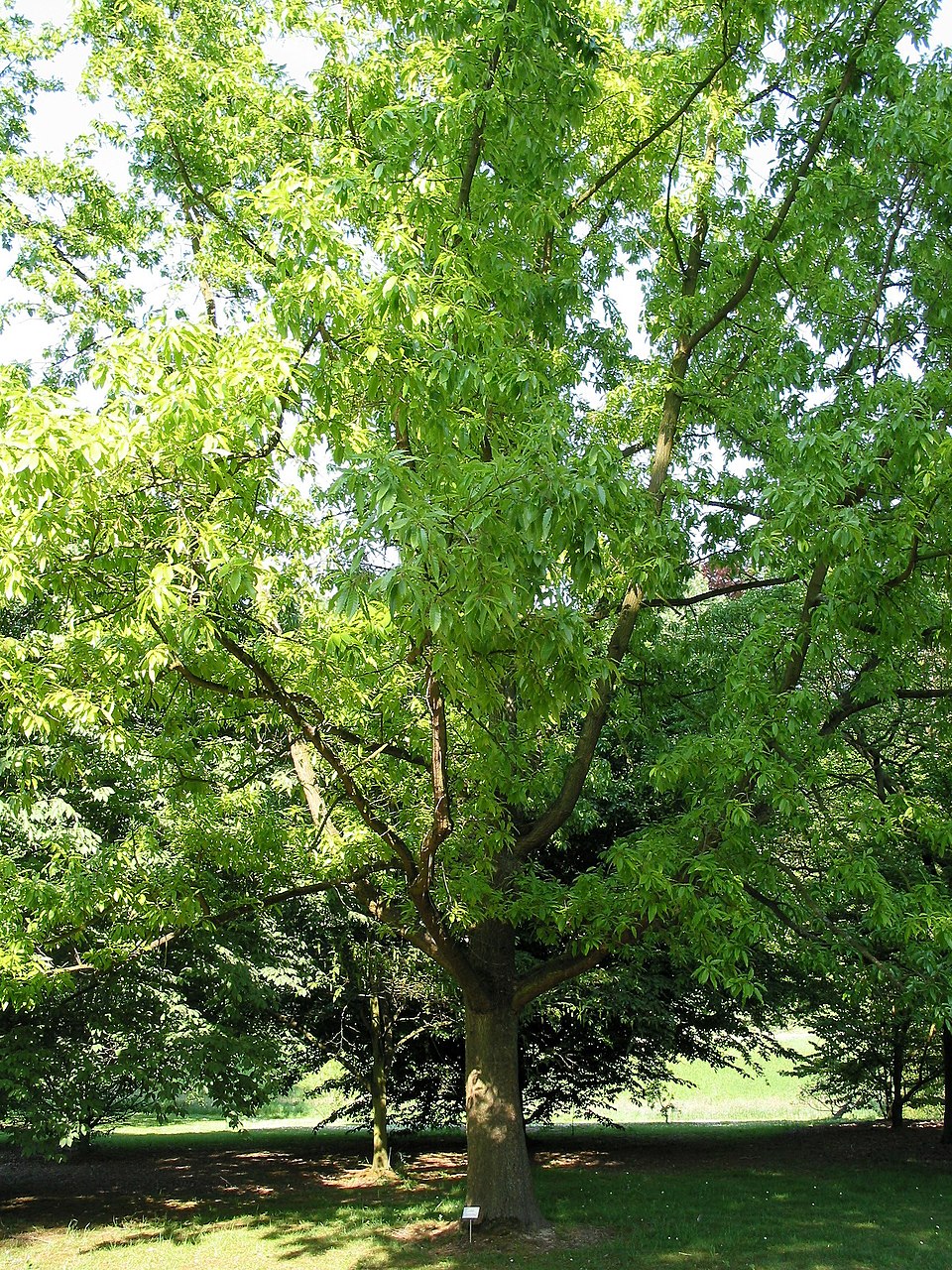 Quercus bungeana
